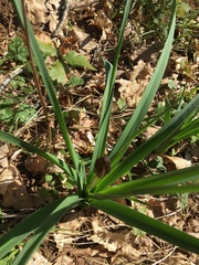Asphodelus albus