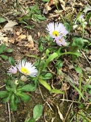 Erigeron pulchellus