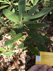 Rhododendron catawbiense