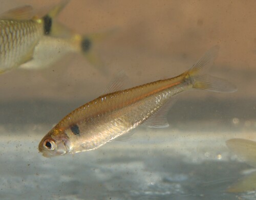 Silver Piabina