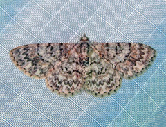 Myrioblephara