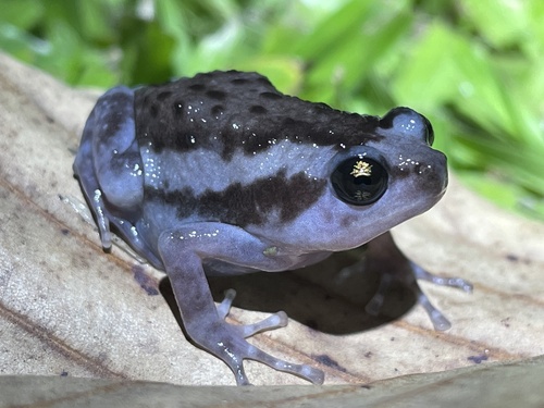 Asian Painted Frog, photo 9 of 9