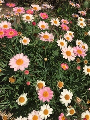 Argyranthemum frutescens