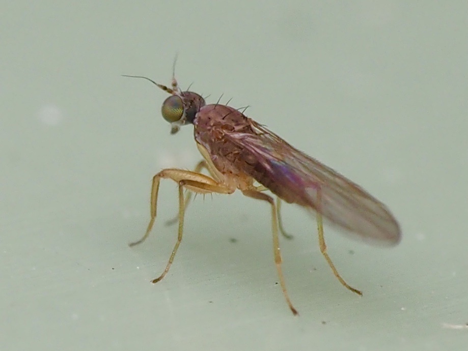 Chelipoda from North Island, Kaeo, Northland, NZ on November 28, 2023