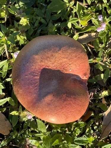 Butyriboletus image
