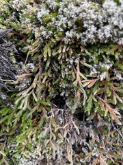 Selaginella wallacei image