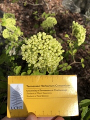 Viburnum macrocephalum