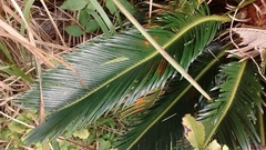 Cycas revoluta