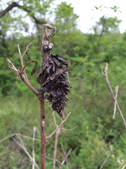 Cryptothelea gloverii