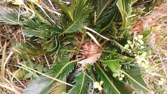 Cycas revoluta