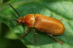 Coleoptera