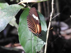 Heliconiini