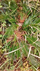 Cycas revoluta