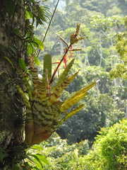 Aechmea zebrina
