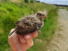 New Zealand Pipit photo 4
