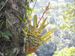 Aechmea zebrina
