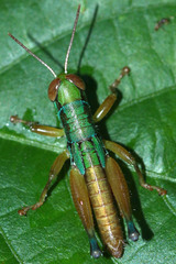 Caryanda spuria