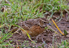 Flappet Lark photo 3