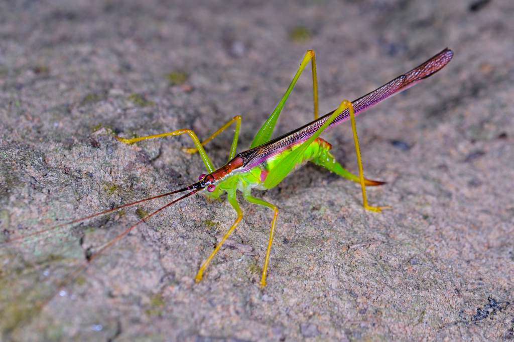 Katang Insect Katydids from 云南省西双版纳傣族自治州勐腊县勐仑镇 邮政编码: 666303 on November 7, 2023 at 11 ...