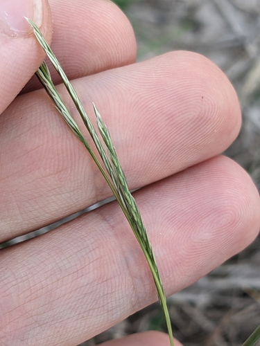 Texas Willkommia (Willkommia texana)