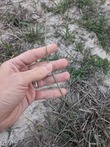 Image of Willkommia Texana by (c) Eric Knight, some rights reserved (CC BY)