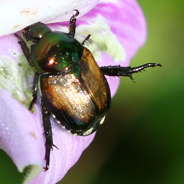 Popillia biguttata