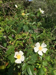 Rosa sempervirens
