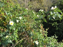 Rosa sempervirens