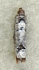 Notocelia culminana