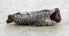 Notocelia culminana