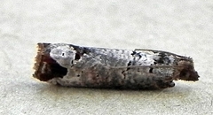 Notocelia culminana