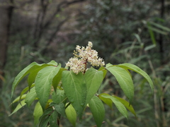 Sambucus sieboldiana