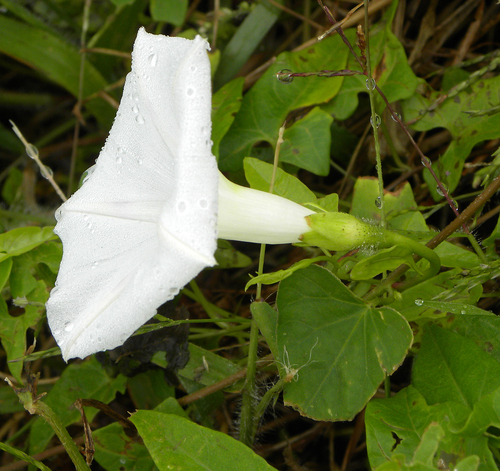 Ipomoea purpurea