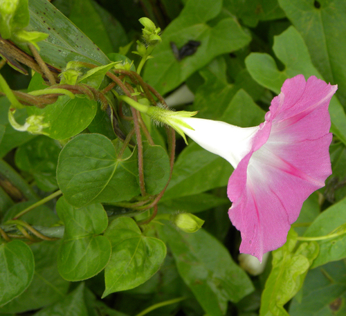 Ipomoea purpurea