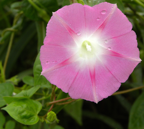 Morning Glory plant photo (Ipomoea purpurea)