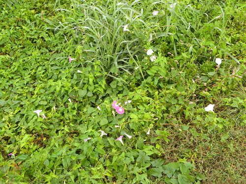 Ipomoea purpurea