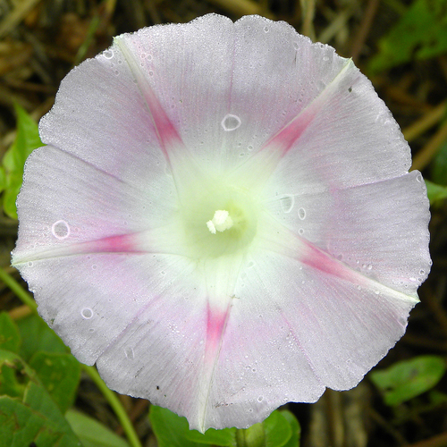 Ipomoea purpurea