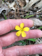 Oxalis colorea