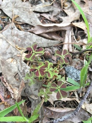 Oxalis colorea