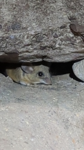 Northern Baja Deermouse