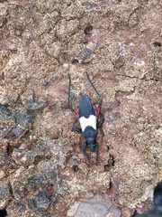 Microtomus purcis