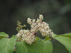 Sambucus sieboldiana