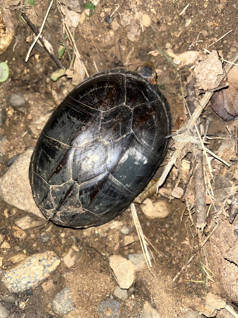 Scorpion Mud Turtle from Calle Intermedios, Garabito, Puntarenas, CR on ...