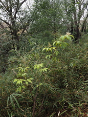 Sambucus sieboldiana