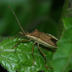 Heteroptera