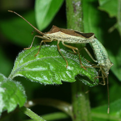 Heteroptera