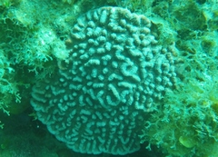 Mycetophyllia