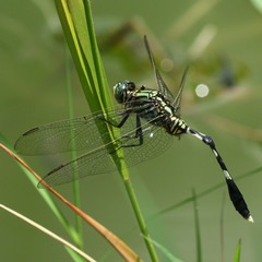 Orthetrum sabina