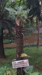 Cycas circinalis