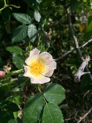 Rosa sempervirens